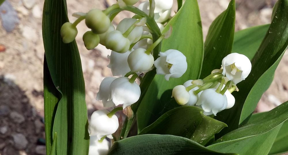 Lily of the valley – singled out for scent
