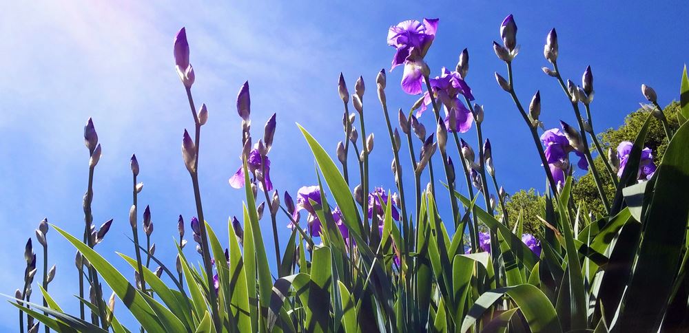 Irises – ultimate Art Nouveau