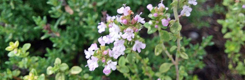 Delicate thyme